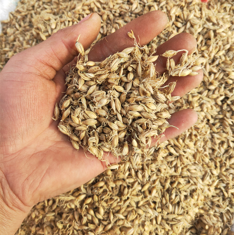 批發供應優質中藥材 麥芽、大麥芽、生麥芽、大麥毛